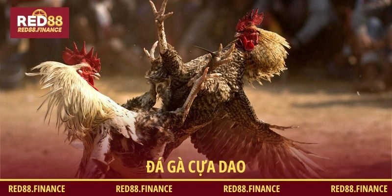 Khám phá về đá gà cựa dao