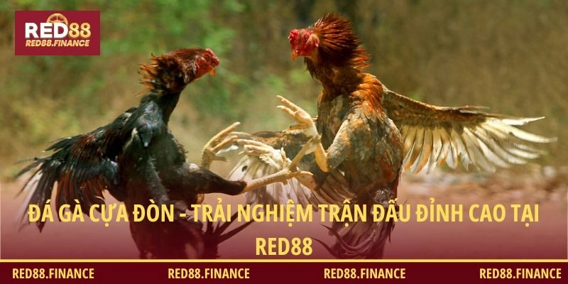 Khám phá hình thức đá gà cựa đòn tại RED88