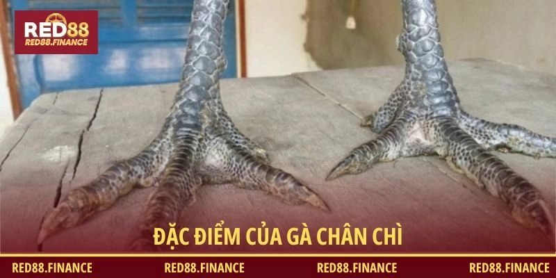 Đặc điểm của gà chân chì
