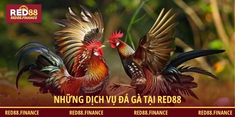 Dịch vụ đá gà RED88 đa dạng, tiện lợi