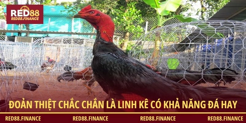 Đoản Thiệt chắc chắn là linh kê có khả năng đá siêu hay