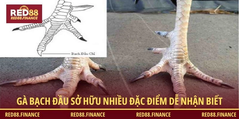 Gà bạch đầu sở hữu nhiều đặc điểm khác biệt dễ nhận biết