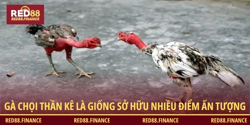 Gà chọi thần kê là giống sở hữu nhiều đặc điểm ấn tượng