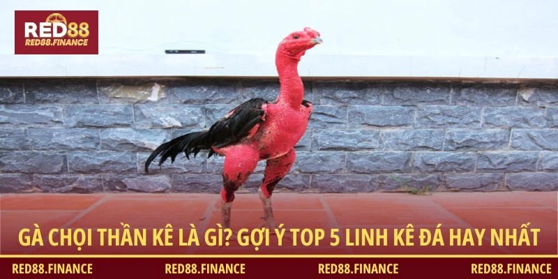 Gà chọi thần kê