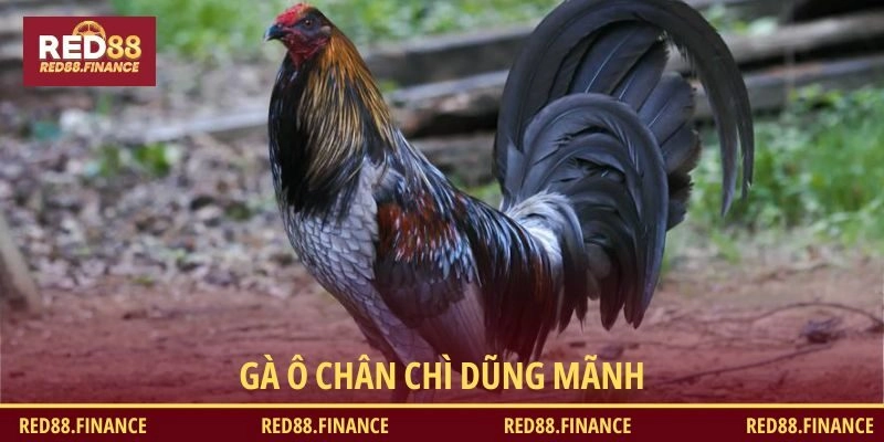 Gà ô chân chì dũng mãnh