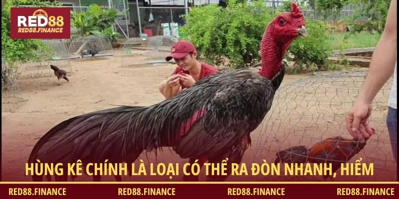 Hùng Kê chính là loại có thể ra đòn nhanh, hiểm vô cùng