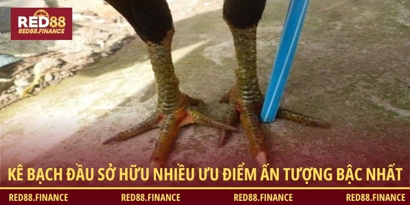 Kê bạch đầu sở hữu nhiều ưu điểm ấn tượng bậc nhất