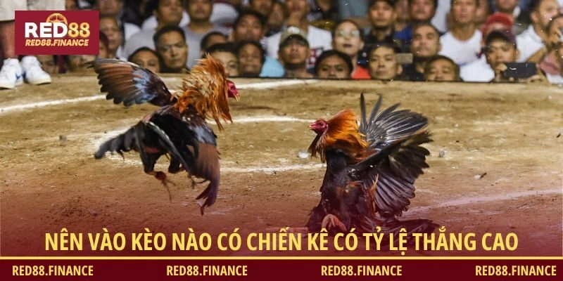 Nên vào kèo nào có chiến kê có tỷ lệ thắng cao