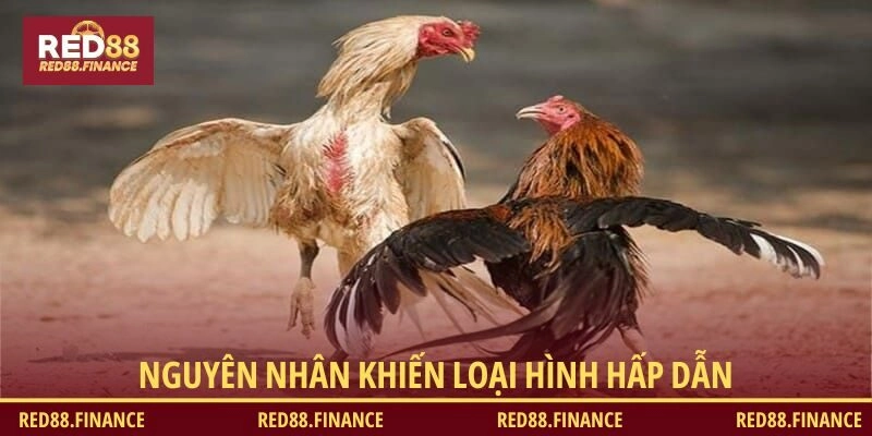 Nguyên nhân khiến loại hình hấp dẫn