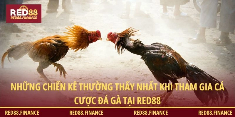 Những chiến kê thường thấy nhất khi tham gia cá cược đá gà tại RED88