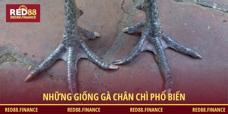 Những giống gà chân chì phổ biến