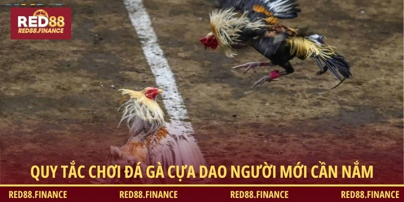 Quy tắc chơi đá gà cựa dao người mới cần nắm